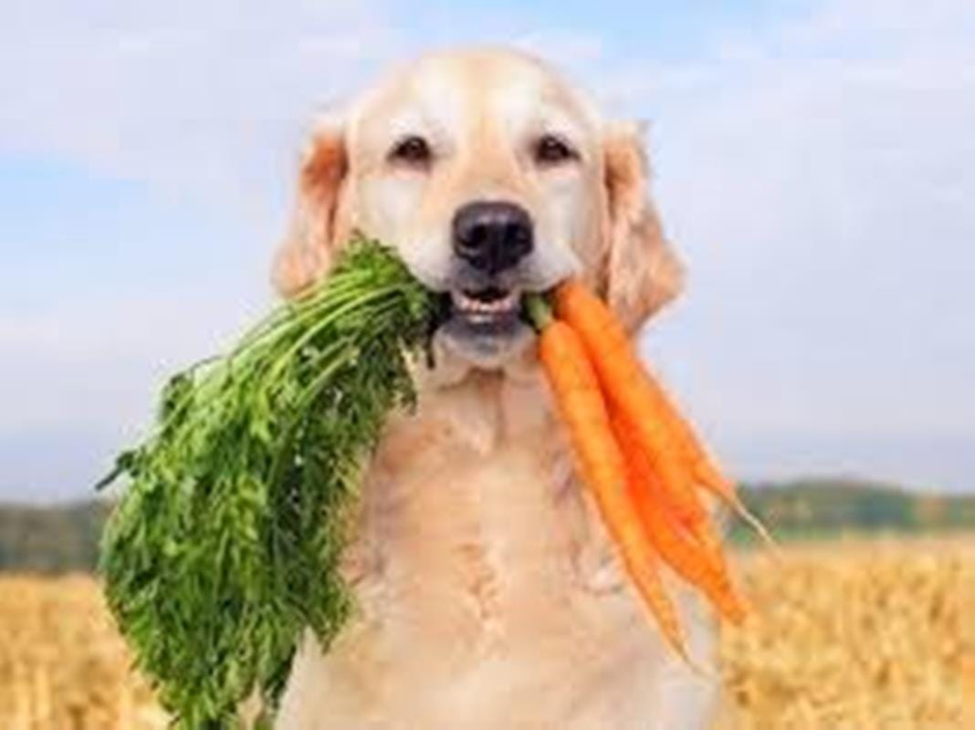 The Best Human Foods for Dogs: Safe and Nutritious Options