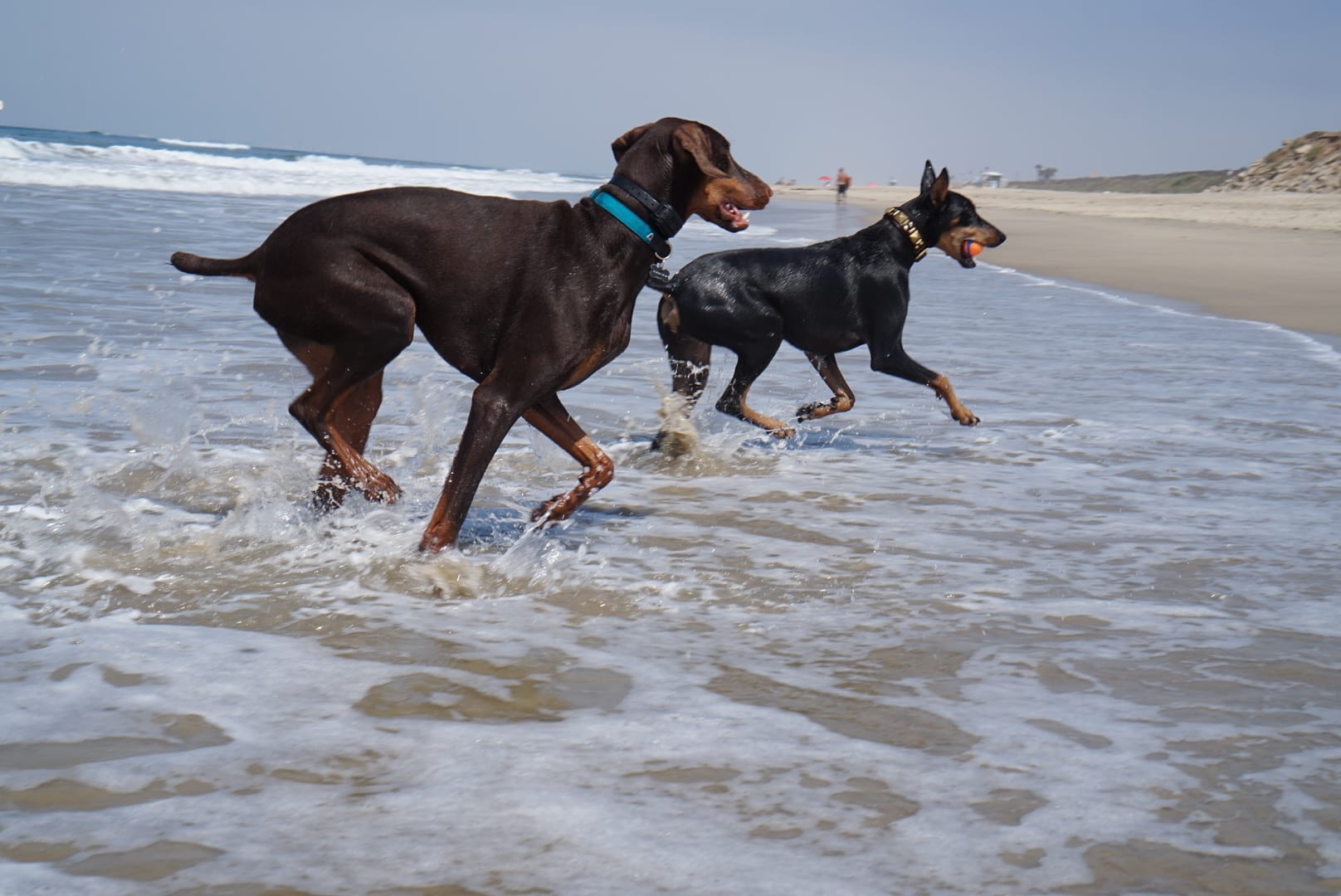Best Healthy Dog Treats: What Sets Them Apart from the Rest