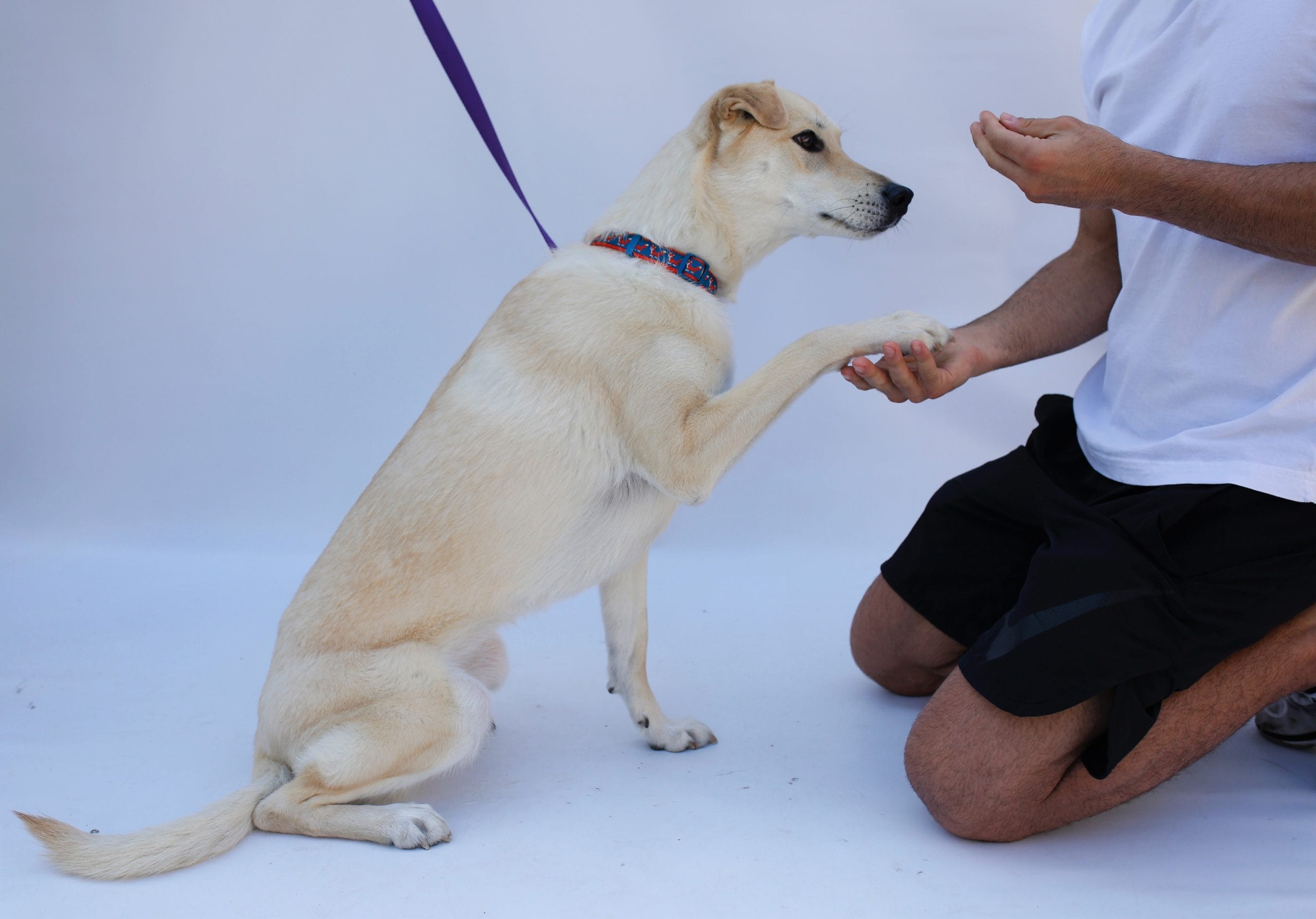 The Top Dog Snacks for Every Occasion: Training, Travel, and More