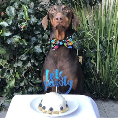 Remy the dog eating his birthday cake Remy the dog eating his birthday cake