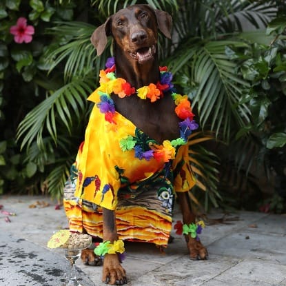 Remy the dog wearing a lei Remy the dog wearing a lei