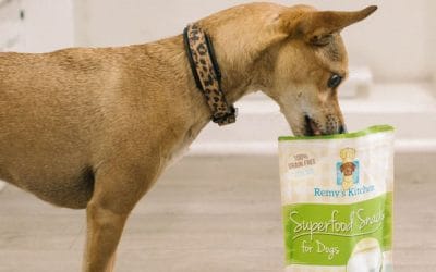 Healthy Snacks for Dogs: What Every Pet Owner Needs to Know