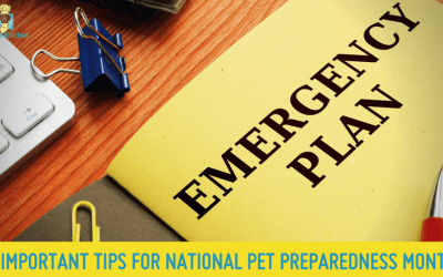 Four important tips for national pet preparedness (June 2021)