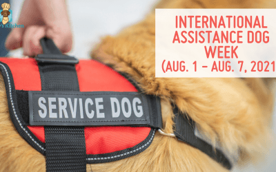 Celebrate International Assistance Dog Week (aug. 1 – Aug. 7, 2021)