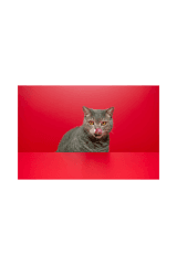 Are Your Cat Treats Healthy?