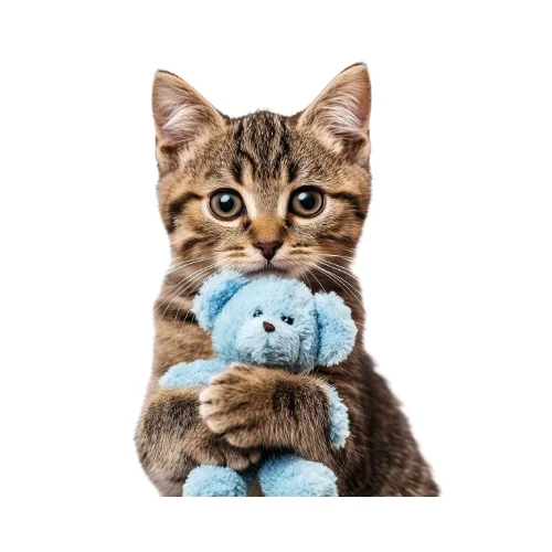 young cat holding teddy bear looking into camera