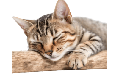 How to Choose the Best Treats for Cats: A Complete Guide for Pet Owners