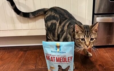 Top Cat Snacks That Are Healthy, Tasty, and Irresistible