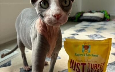 Homemade Cat Treat Recipes: Simple and Healthy Ideas for Your Feline