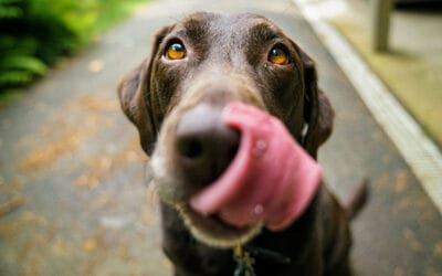 Good Treats for Dogs: Balancing Flavor and Nutrition