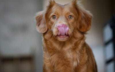 All-Natural Dog Treats: Why They’re the Best Choice for Your Pup