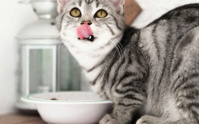 Healthy Food for Cats: Essential Ingredients for a Balanced Diet