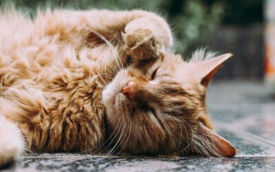 Cat Treat Essentials: How to Find the Perfect Snack for Your Furry Friend