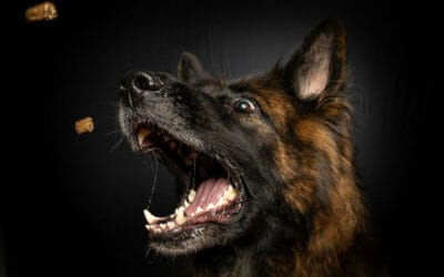 Everything You Need to Know About Dog Treats