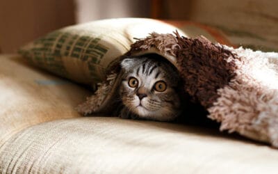 Cat Squeeze Treats: Are They the Next Big Thing in Feline Snacks?