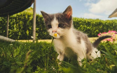 Best Treats for Cats: Top Picks for Every Occasion