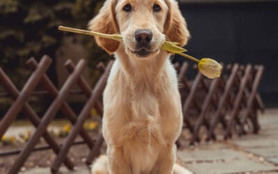 How to Choose the Best Chews for Dogs: A Complete Guide
