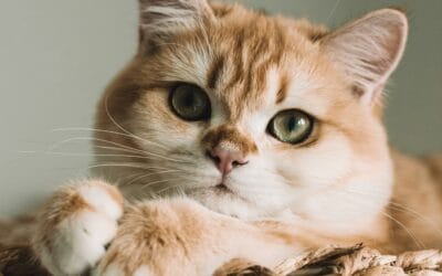 Best Healthy Cat Treats: Nutritious and Tasty Options for Your Feline