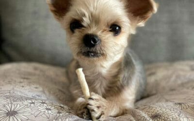 Best Treat for Dogs: How to Choose the Right Snack for Your Pup