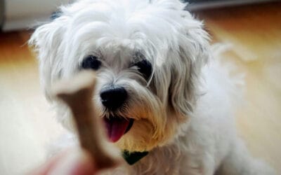Why Remy’s Kitchen Beef Liver is the Ultimate Freeze-Dried Treat for Pets