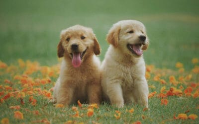 Cheap Dog Treats That Are Still Healthy and High-Quality