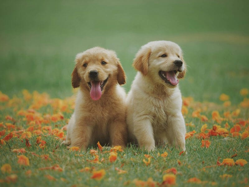 cheap dog treats