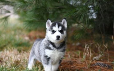 Healthy Puppy Treats: What to Look for and Best Options for Growing Dogs