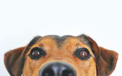 Healthy Homemade Food for Dogs: Recipes for a Balanced Diet