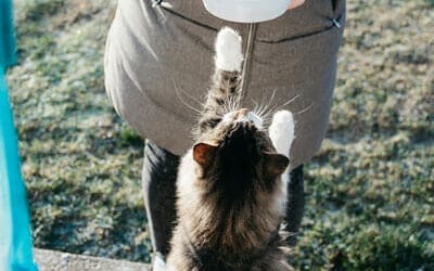 Safe Foods for Cats: Everyday Human Foods Your Cat Can Enjoy