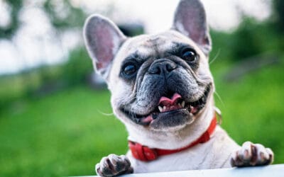 Snacks for Dogs: Quick and Healthy Options for Every Pup