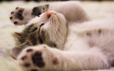 How to Make Cat Treats at Home: Easy and Healthy Recipes