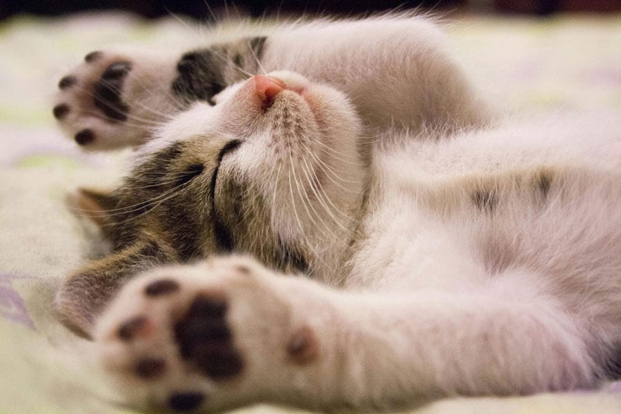 How to Make Cat Treats at Home