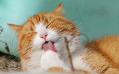 What Foods Are Good for Cats? A Guide to Safe and Nutritious Options