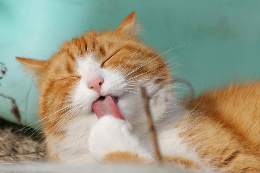 what foods are good for cats
