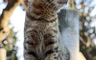 Natural Food for Cats: The Key to a Balanced and Wholesome Diet