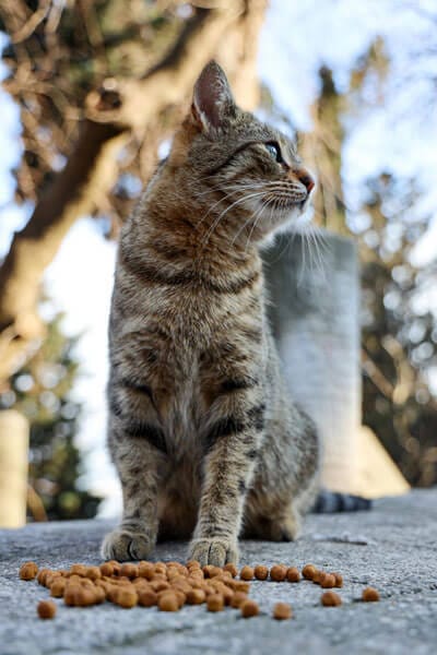 natural food for cats