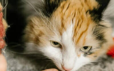 Natural Cat Treats: Why They’re Better for Your Feline’s Health