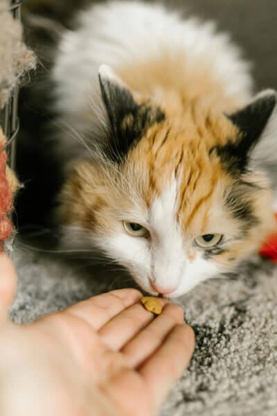 natural cat treats