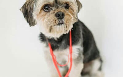 Vet-Recommended Dog Treats: What Makes Them Safer and Healthier?