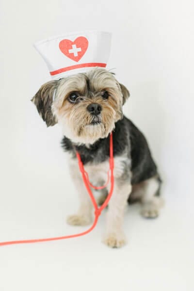 vet recommended dog treats