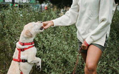 Discover the Power of Superfoods with Remy’s Kitchen Dog Treats