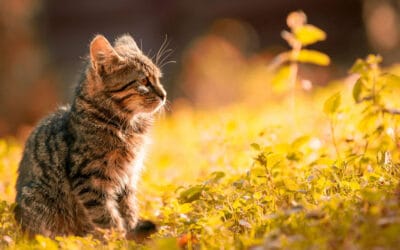 Foods Safe for Cats: What You Can and Can’t Share with Your Feline