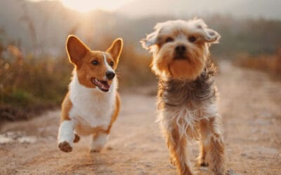 Turkey Hearts for Dogs: Why Remy’s Meal Mixers Are a Game-Changer