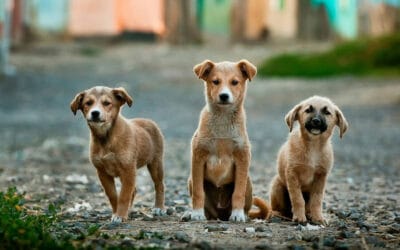 Superfood Snacks for Pets: From K9 Superfoods to At-Home Cat Treat Ideas