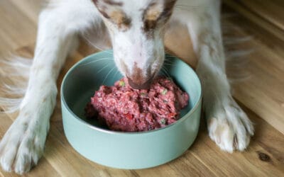 Why Every Pup Needs a Meat Variety Pack: Superfood Snacks & Mixers Explained