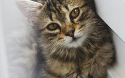Cat Treat Ingredients That Support Health: Superfoods Both Cats & Dogs Can Enjoy