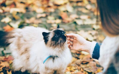 Easy Cat Treat Recipes That Pair Perfectly with Superfood Dog Meal Mixers
