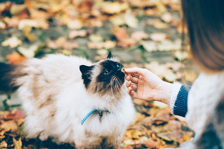 cat treat recipes easy