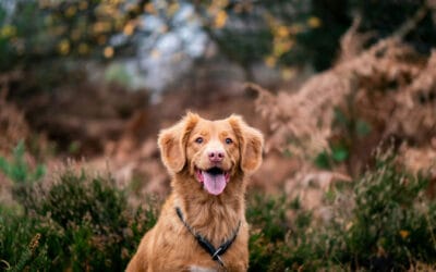 Chicken Gizzards and Hearts for Dogs: Nutritious Meal Mixers Pets Crave
