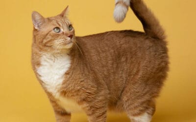 What Are Good Treats for Cats? Plus, A Look at Turkey Hearts & Dog-Friendly Snacks